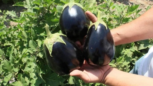 تصویر 4 از قیمت بادمجان دلمه ای شیرین + خرید باور نکردنی